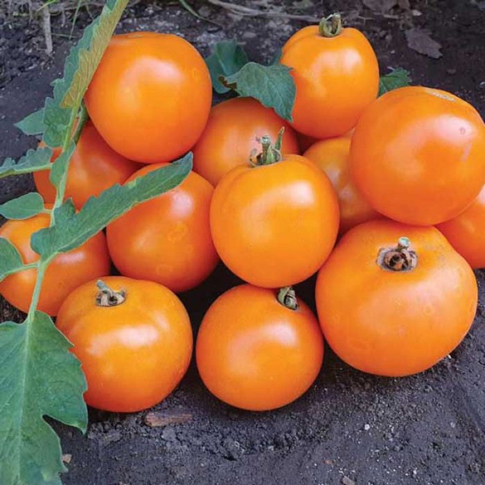 Фото Насіння томатів (помідор) Мандарин