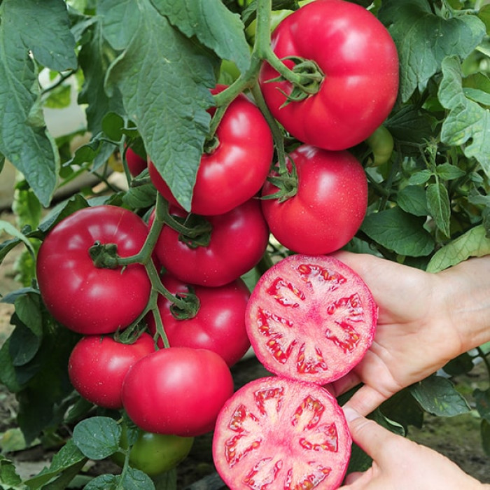 Фото Насіння томатів (помідор) Маністелла F1 (Manistella F1)