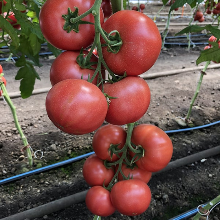 Фото Насіння томатів (помідор) Мануса F1 (Manusa F1), №4