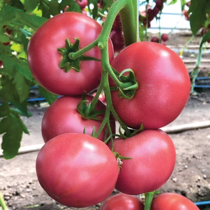 Фото Насіння томатів (помідор) Мануса F1 (Manusa F1)