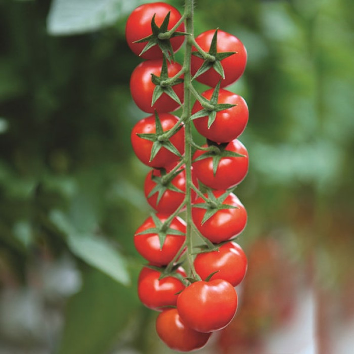 Фото Насіння томатів (помідор) Марголь F1 (Margol F1)