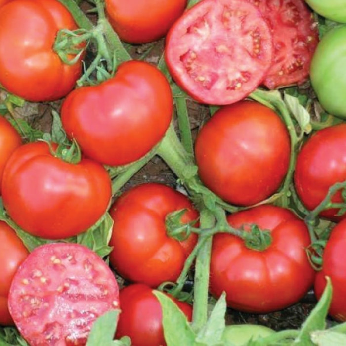 Фото Насіння томатів (помідор) Мармара F1 (Marmara F1)