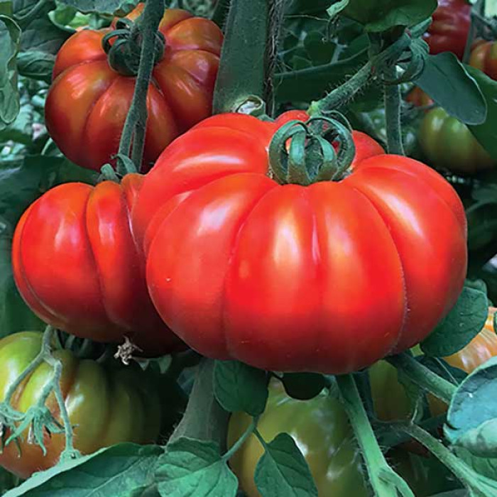 Фото Насіння томатів (помідор) Марсалато F1, №1