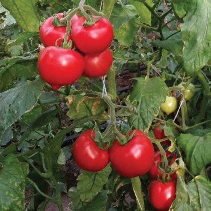 Фото Насіння томатів (помідор) Меланет (Мелонет) F1 (Melanet F1), №4
