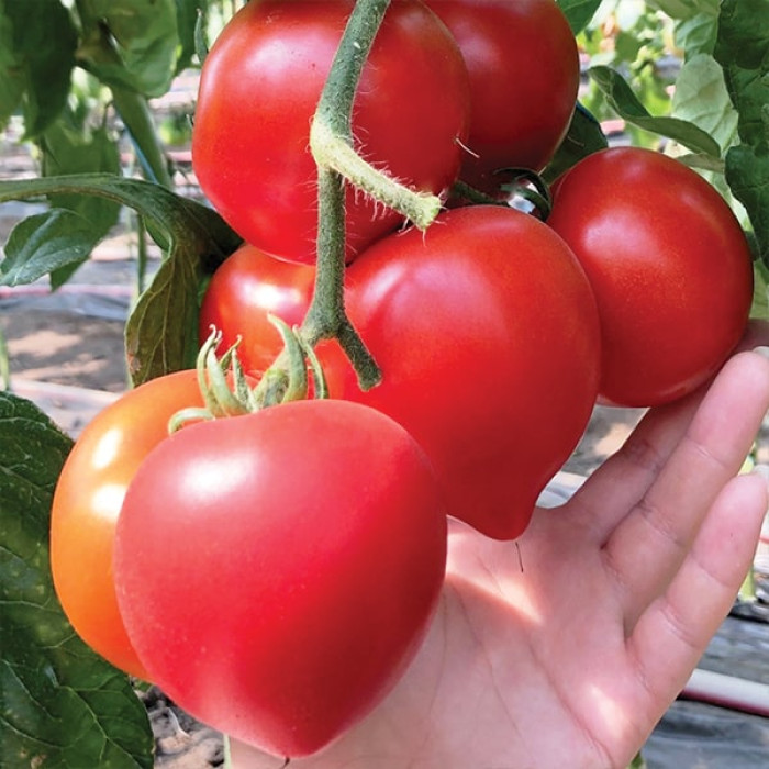 Фото Насіння томатів (помідор) Меланет (Мелонет) F1 (Melanet F1)