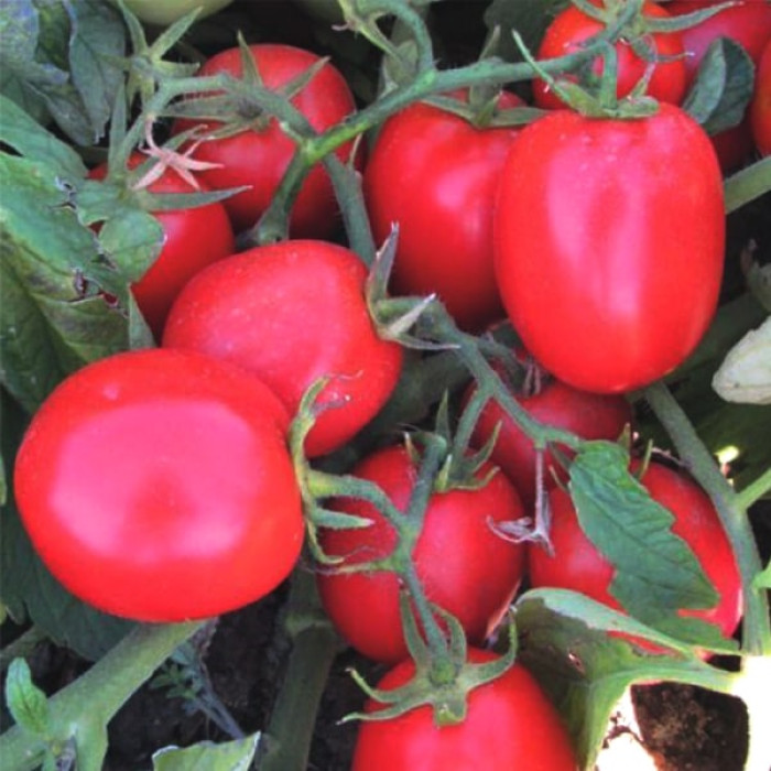 Фото Насіння томатів (помідор) Міцено F1 (Miceno F1), №1