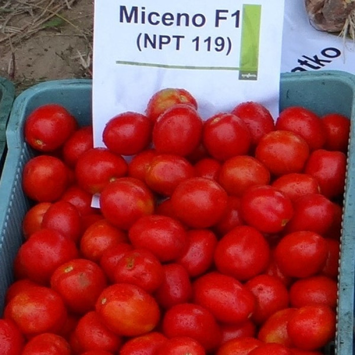Фото Насіння томатів (помідор) Міцено F1 (Miceno F1), №2