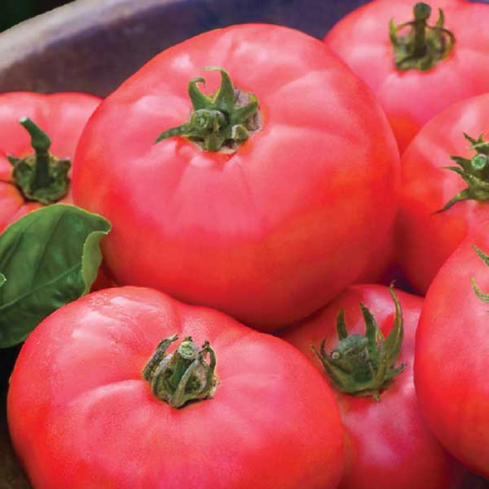 Фото Насіння томатів (помідор) Мікадо Червоний