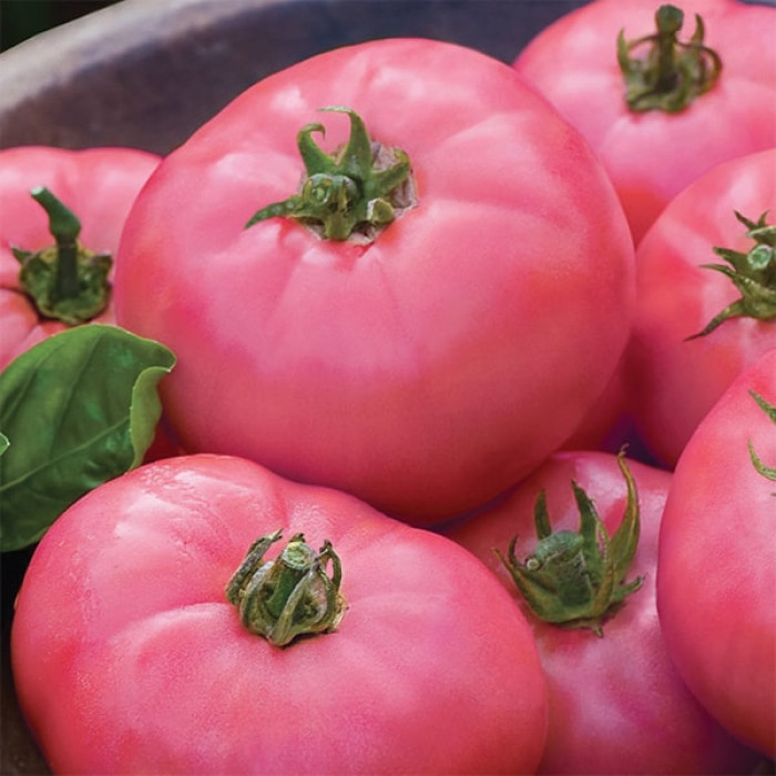 Фото Насіння томатів (помідор) Мікадо Рожевий