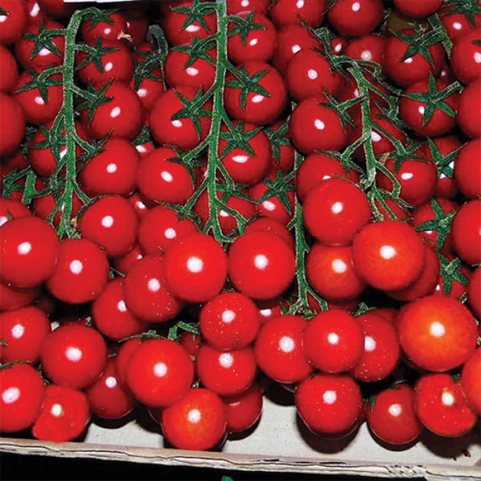 Фото Насіння томатів (помідор) Мінопріо F1 (Minoprio F1), №1