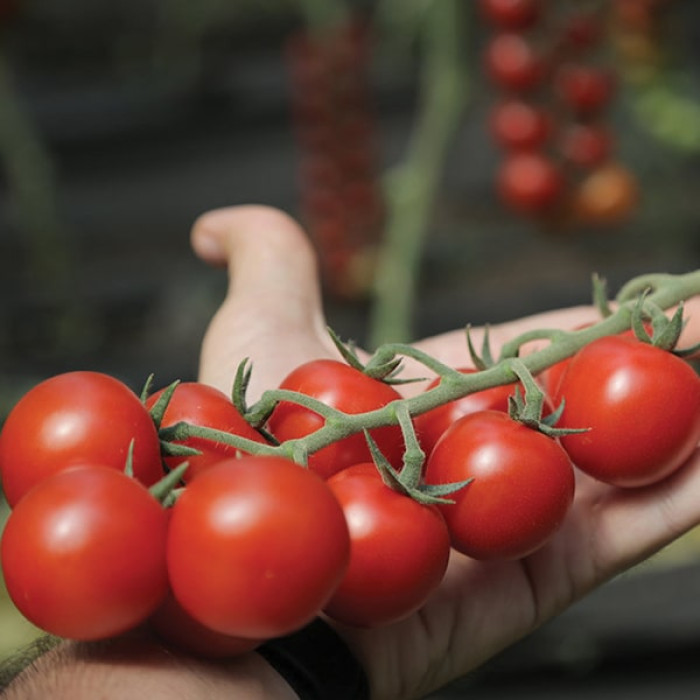 Фото Насіння томатів (помідор) Мінопріо F1 (Minoprio F1), №2