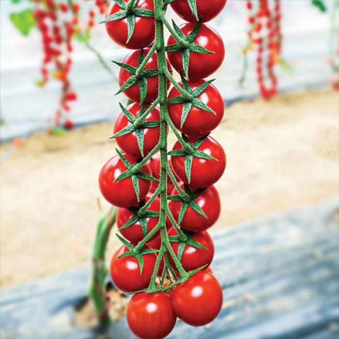 Фото Насіння томатів (помідор) Мінопріо F1 (Minoprio F1)