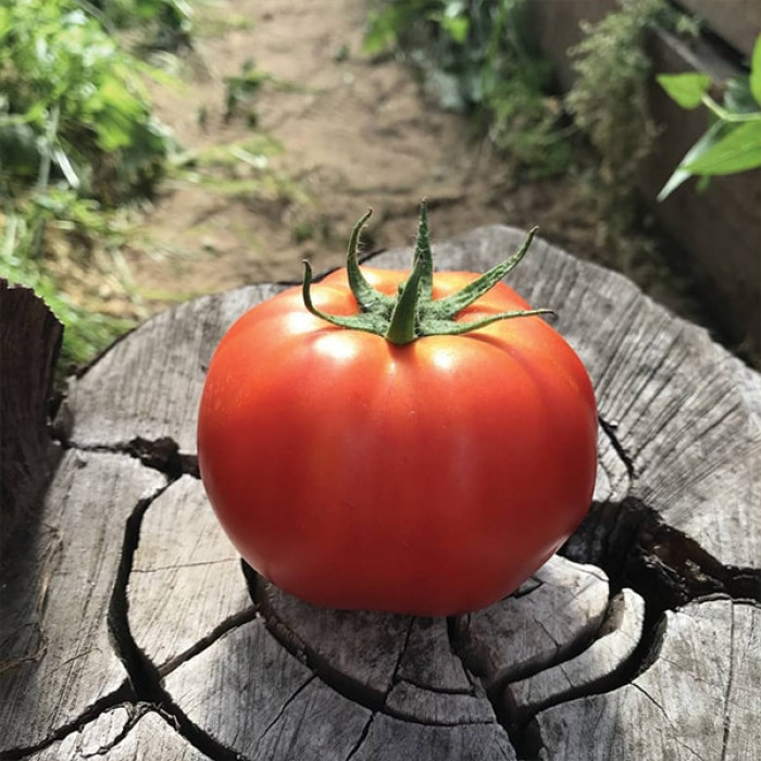 Фото Насіння томатів (помідор) Монталбан F1 (Montalban F1), №1