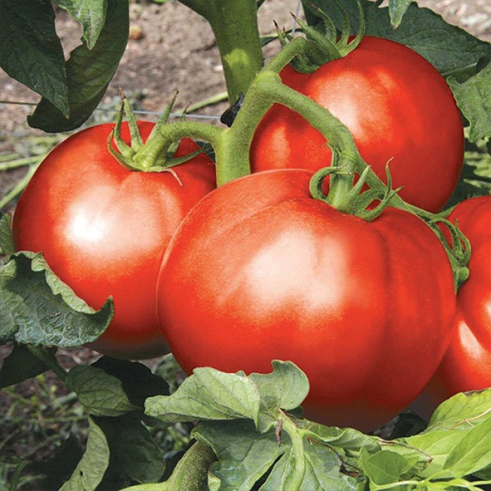Фото Насіння томатів (помідор) Монталбан F1 (Montalban F1)