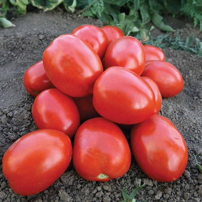 Фото Насіння томатів (помідор) Морелія F1 (Morelia F1)
