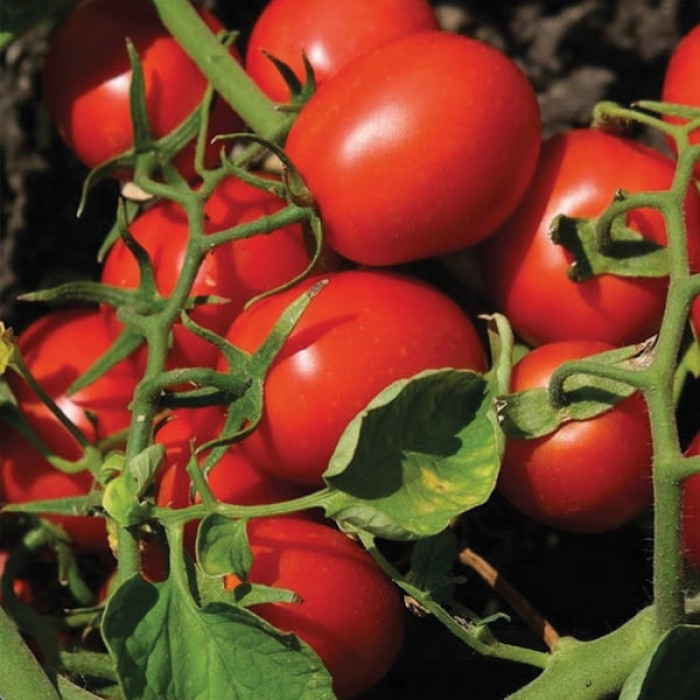 Фото Насіння томатів (помідор) N 6438 F1, №1