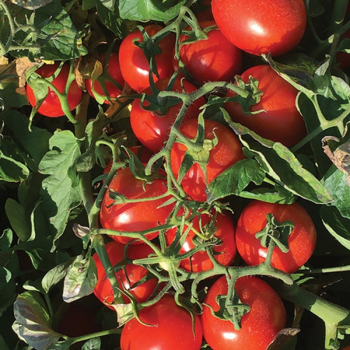 Фото Насіння томатів (помідор) N 6438 F1