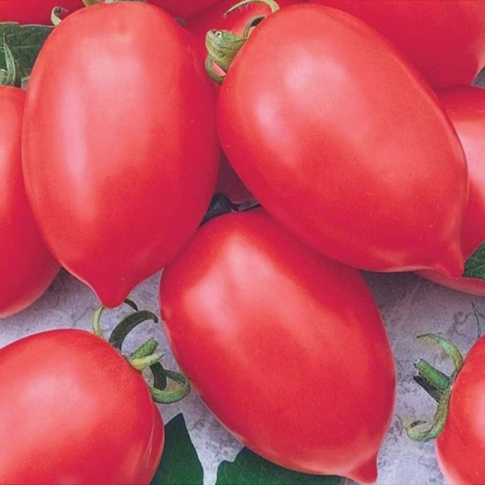 Фото Насіння томатів (помідор) Надія Тарасенко