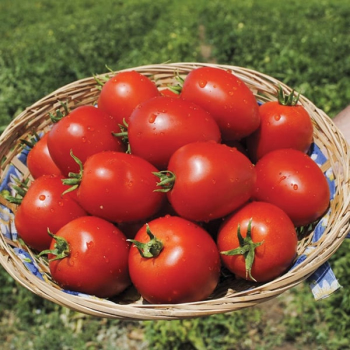 Фото Насіння томатів (помідор) Наміб F1 (Namib F1)