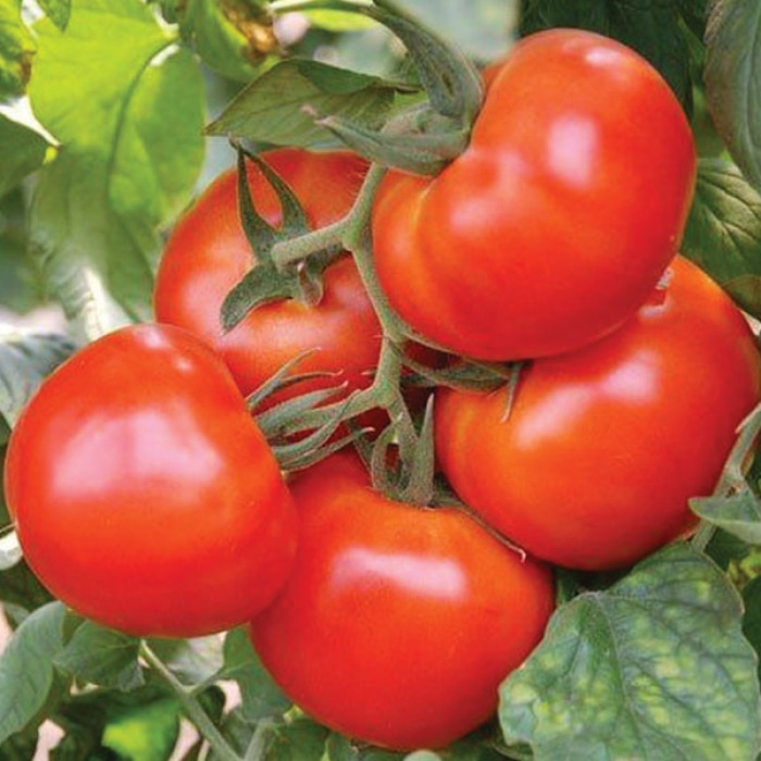 Фото Насіння томатів (помідор) Ноемі F1