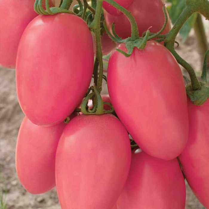 Фото Насіння томатів (помідор) Новачок рожевий