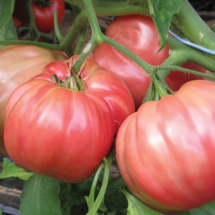 Фото Насіння томатів (помідор) Оксіхарт Бельмонте F1