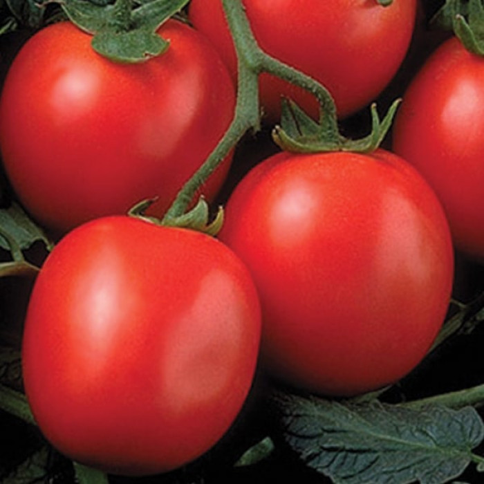 Фото Насіння томатів (помідор) Перфектпіл F1