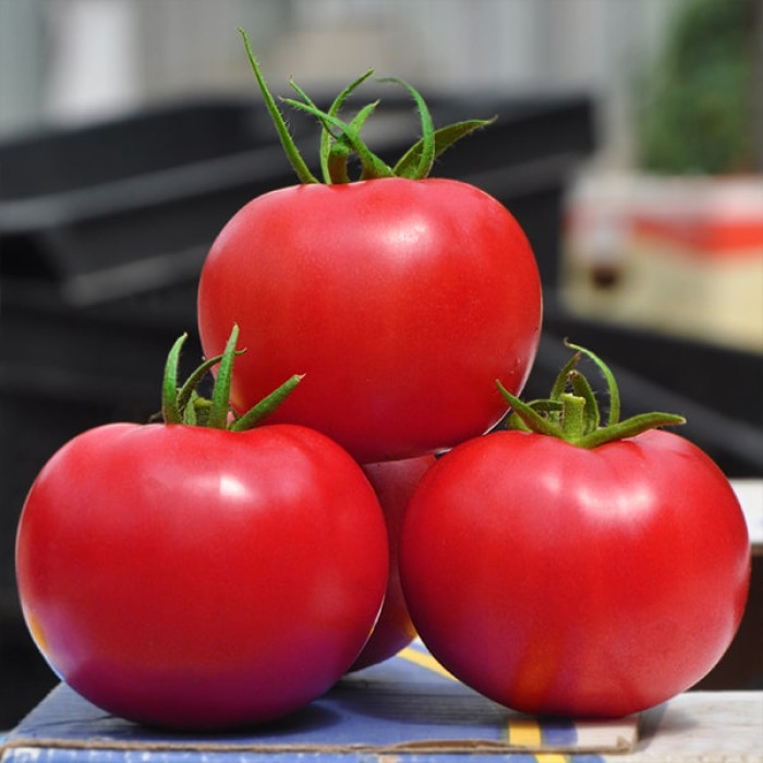 Фото Насіння томатів (помідор) Пінк Клер F1 (Pink Claire F1) 