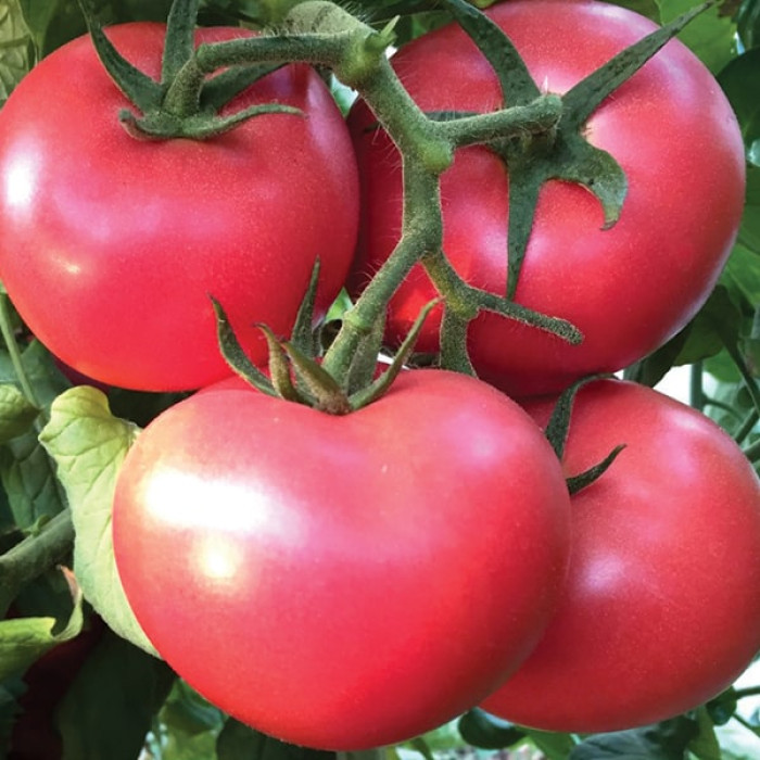Фото Насіння томатів (помідор) Пінк Крістал F1 (Pink Kristal F1)