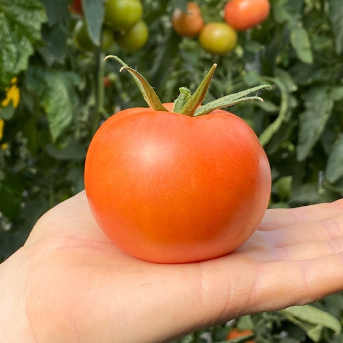 Фото Насіння томатів (помідор) Пінк Нагетс F1