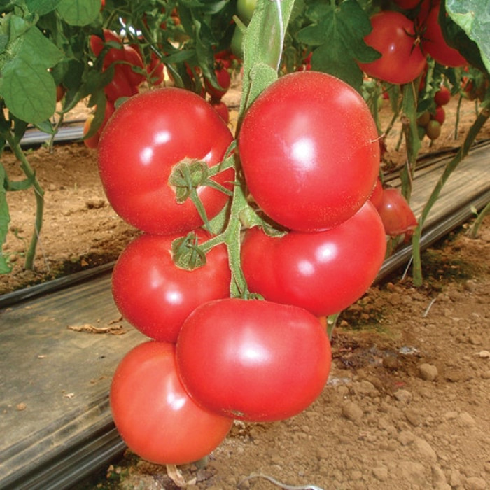 Урожайность томата Пинк Парадайз