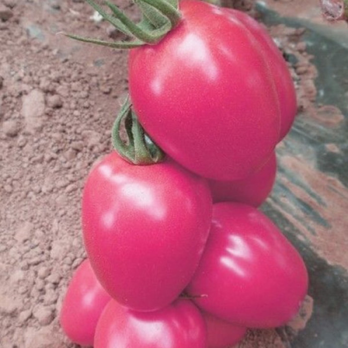 Фото Насіння томатів (помідор) Пінк Піонер F1 (Pink Pioner F1)