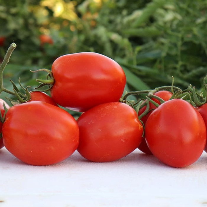 Фото Насіння томатів (помідор) Ріко F1 (ПЛ 0548 F1)
