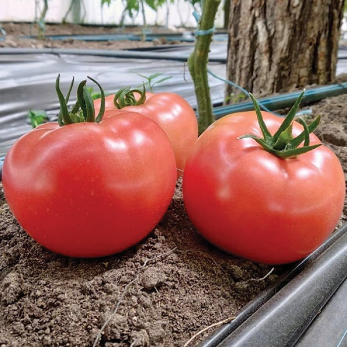 Фото Насіння томатів (помідор) Дейзі F1 (ПЛ 6210 F1), №1