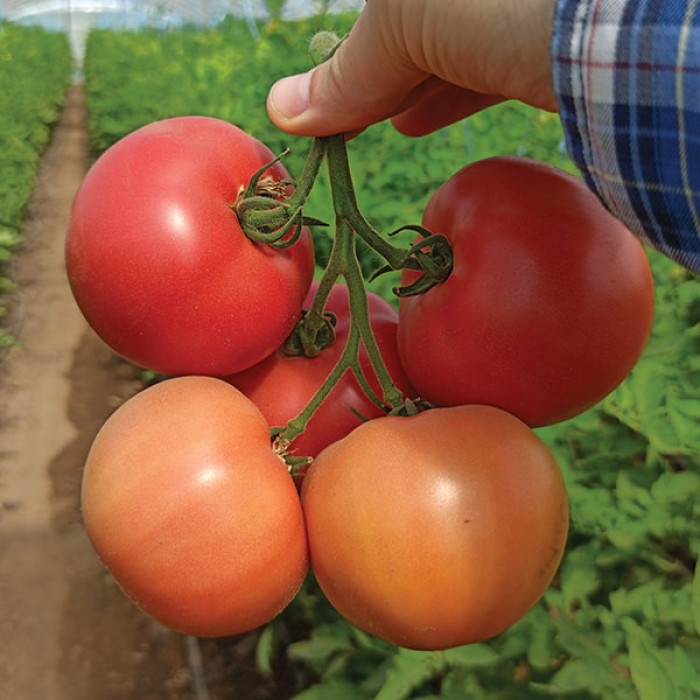 Фото Насіння томатів (помідор) Дейзі F1 (ПЛ 6210 F1), №2