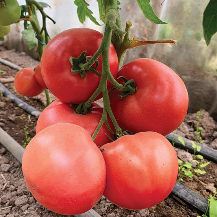 Фото Насіння томатів (помідор) Дейзі F1 (ПЛ 6210 F1)