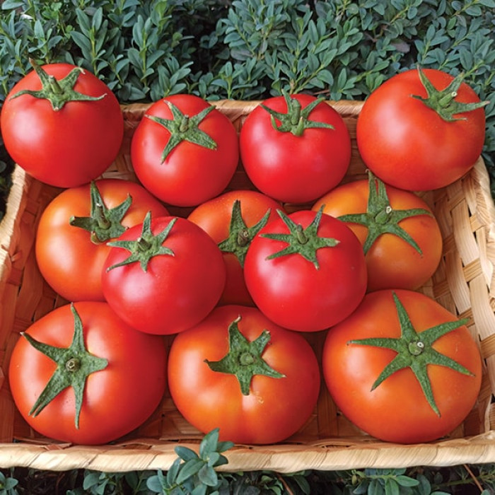 Фото Насіння томатів (помідор) Бандерас F1 (ПЛ 6212 F1)