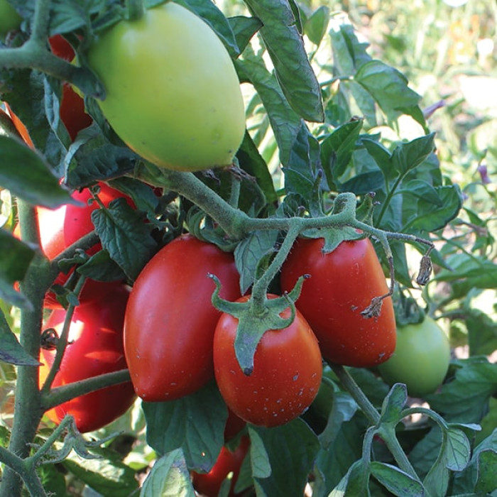 Фото Насіння томатів (помідор) Пончо F1 (ПЛ 6215 F1), №1