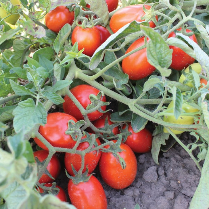 Фото Насіння томатів (помідор) Пончо F1 (ПЛ 6215 F1), №2