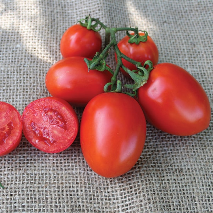 Фото Насіння томатів (помідор) Пончо F1 (ПЛ 6215 F1)