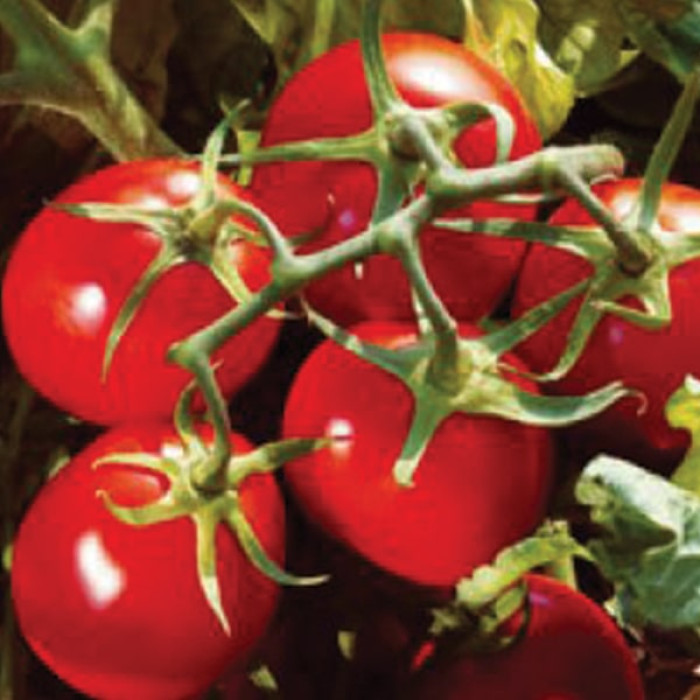 Фото Насіння томатів (помідор) Подіум F1 (Podium F1), №1
