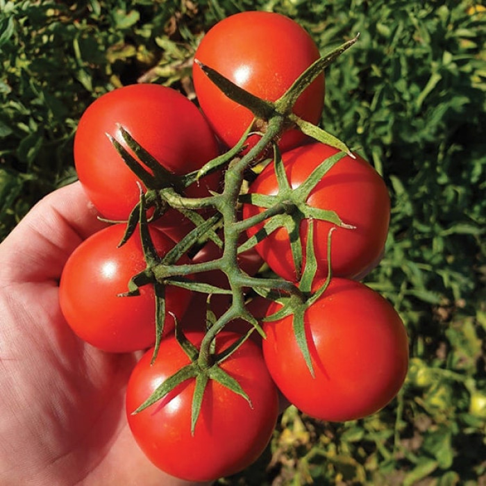 Фото Насіння томатів (помідор) Подіум F1 (Podium F1)