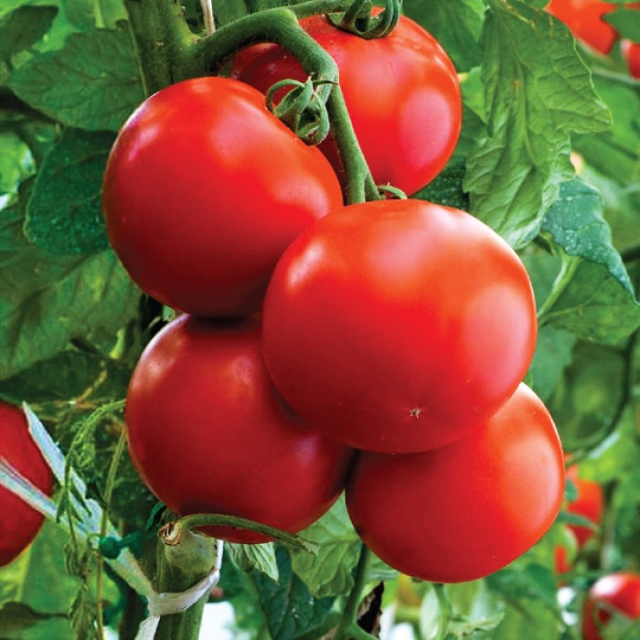 Фото Насіння томатів (помідор) Полфаст F1 (Polfast F1)