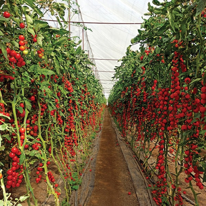 Фото Насіння томатів (помідор) Порпора F1 (Porpora F1), №1