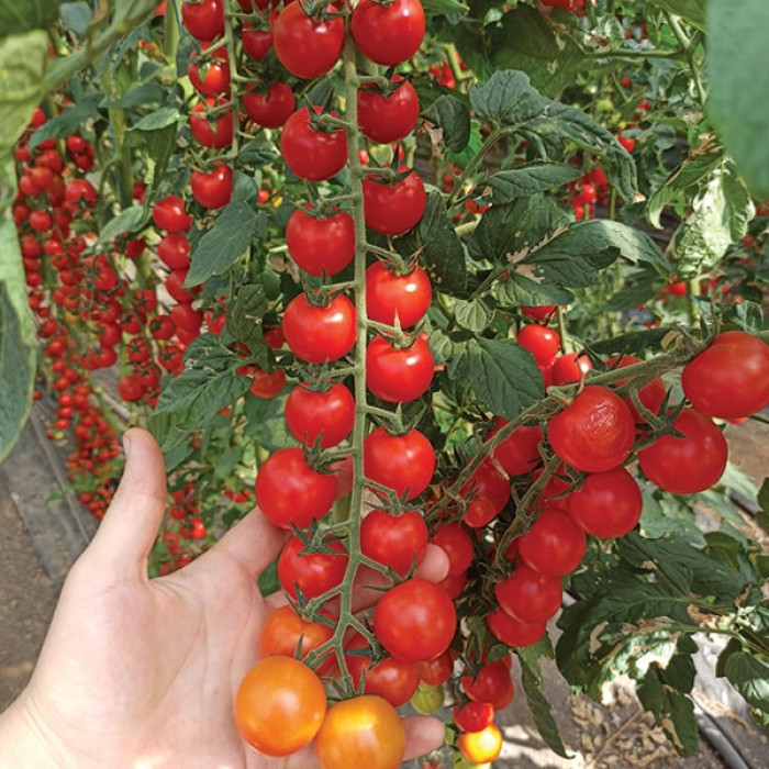 Фото Насіння томатів (помідор) Порпора F1 (Porpora F1), №2