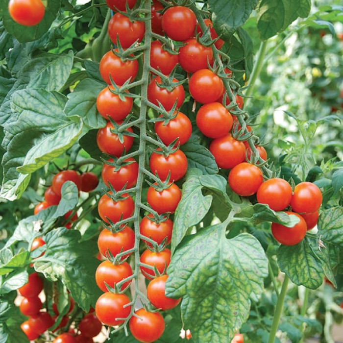Фото Насіння томатів (помідор) Порпора F1 (Porpora F1)