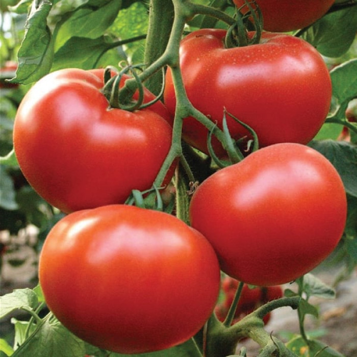помидоры президент отзывы описание сорта фото садоводов