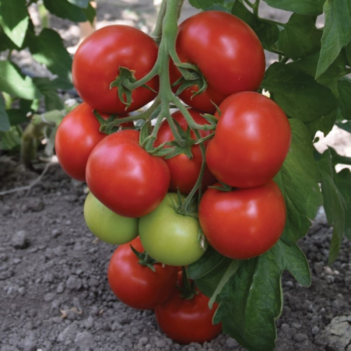 Фото Насіння томатів (помідор) Пріос F1, №1