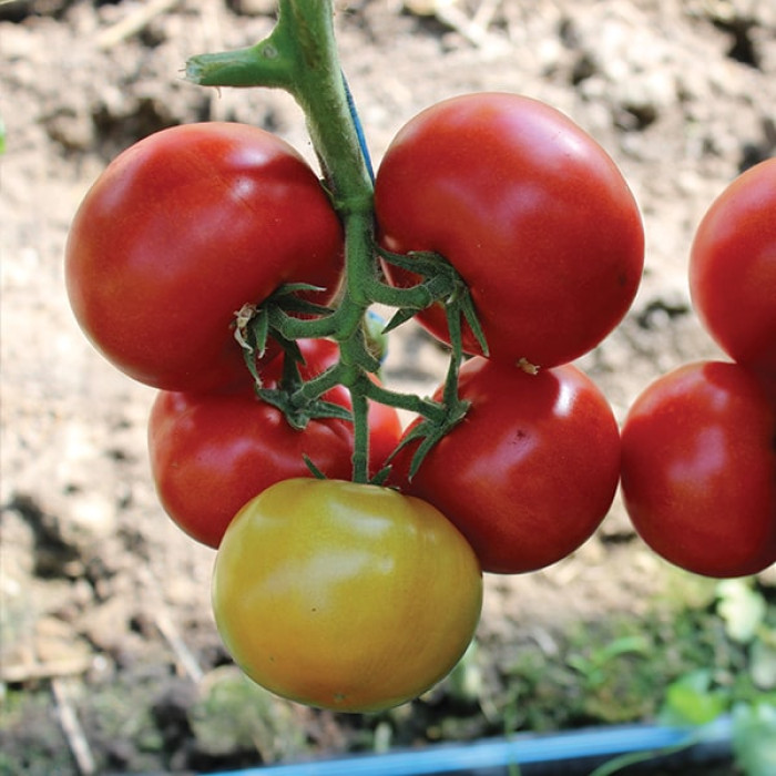 Фото Насіння томатів (помідор) Пріос F1, №2
