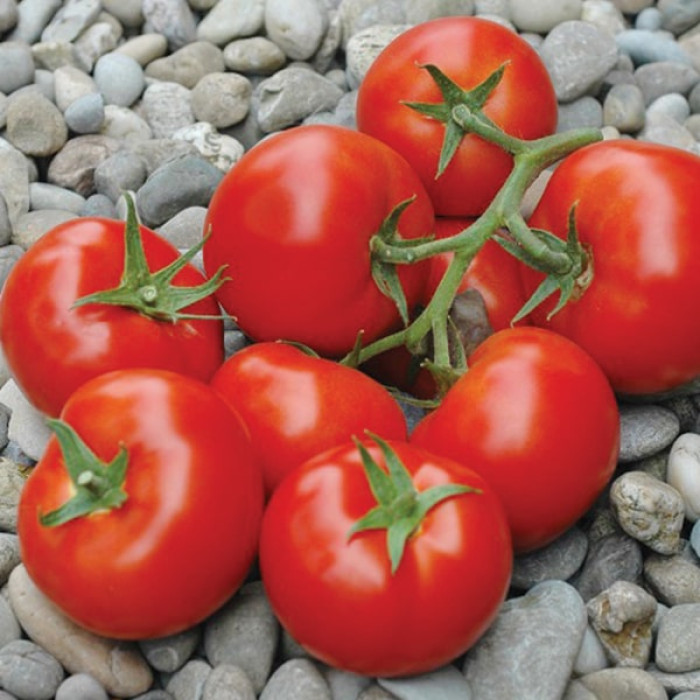 Фото Насіння томатів (помідор) Пріос F1